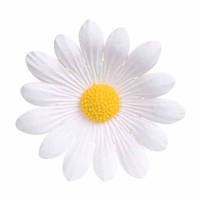 Margarita Blanca Grande...