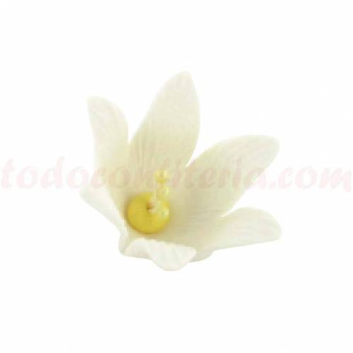 Azucena Pequeña Azúcar 70 u. Azucena Pequeña Azúcar 70 u.