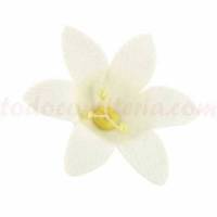 Azucena Grande Azúcar 48 u.