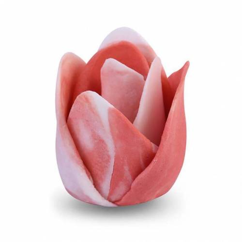 Tulipán Matizado Coral Vivo Azúcar 24 u.