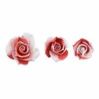Rosa Matizada Surtida Coral...