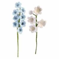 Triteleia Bergenia Ramo...