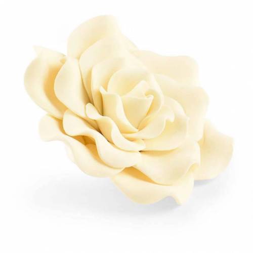 Rosa Marfil Grande Azúcar 4 u.