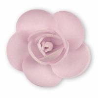 Rosa Linda Primavera Lila...