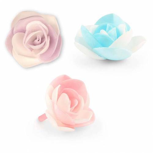 Begonia Bicolor Oblea 80 u.