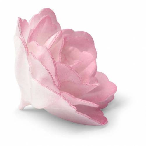 Rosa China Rosa Oblea 18 u.