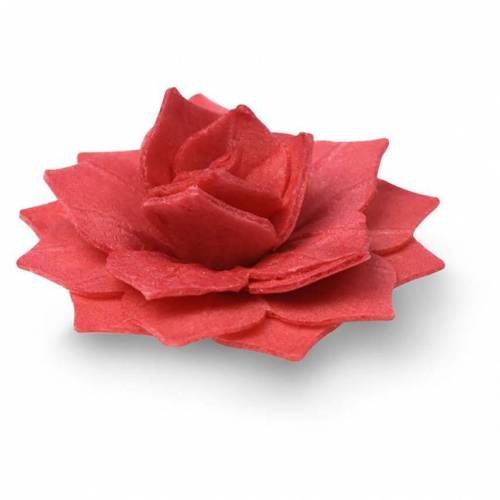 Rosa Capa Roja Oblea 15 u.